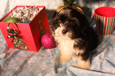 havanese-puppies